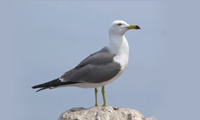 a black-tailed gull